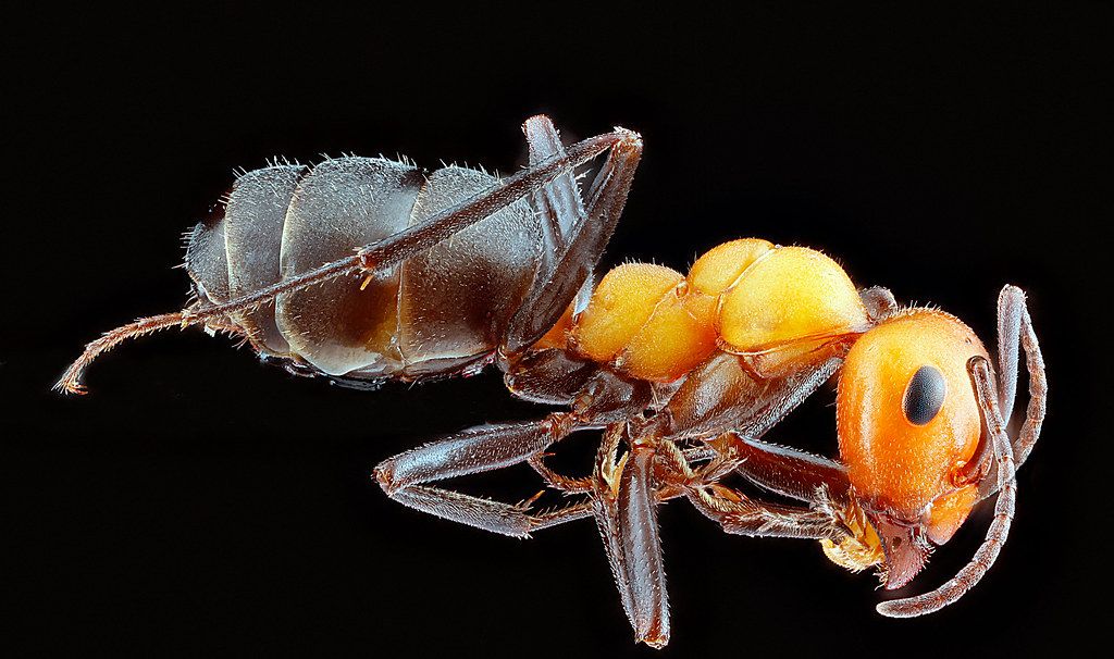 Ant Control service in San Mateo, CA