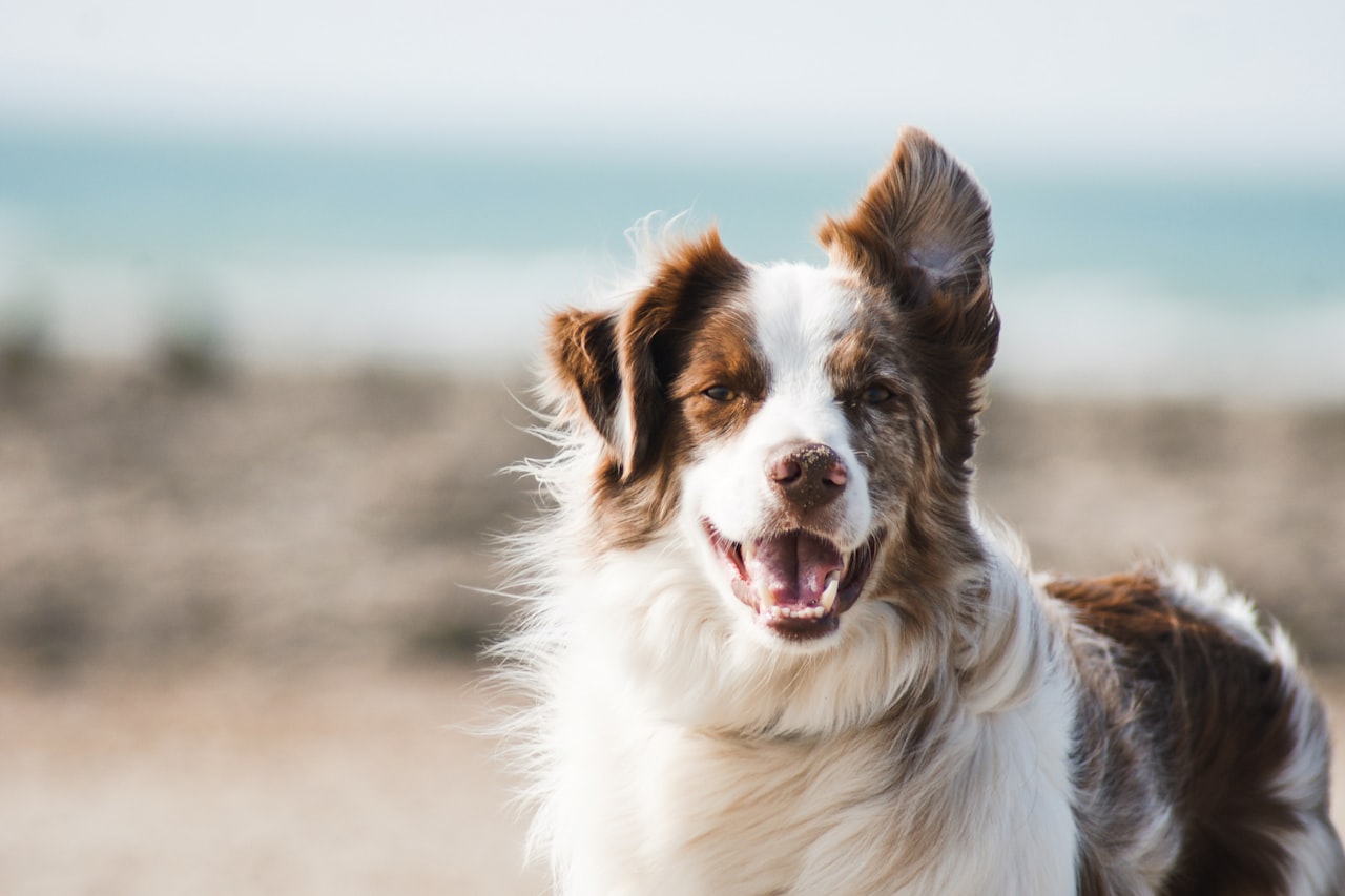 Flea & Tick Control service in San Mateo, CA