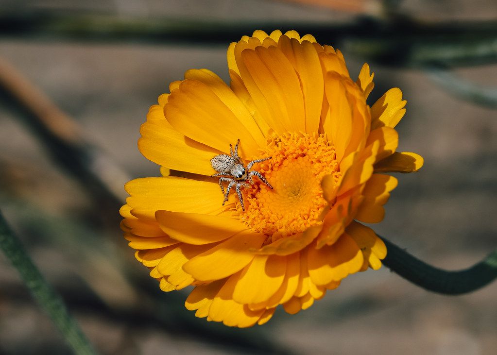 Spider Control service in San Mateo, CA